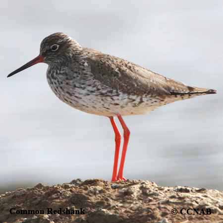 Common Redshank