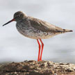 Common Redshank