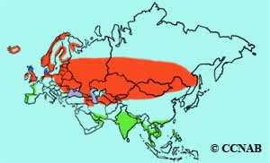 Common Redshank range