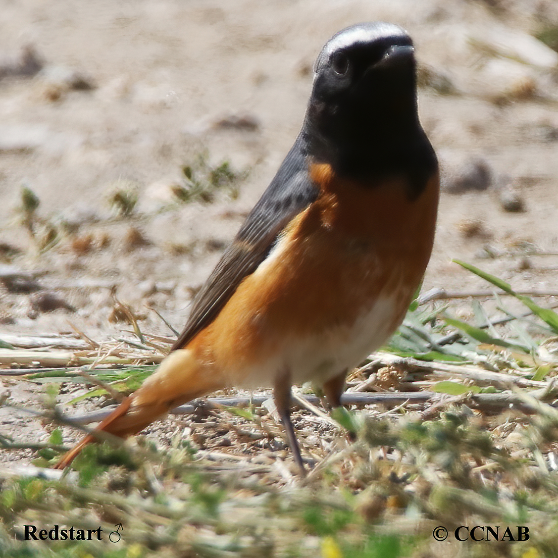 Birds of North America