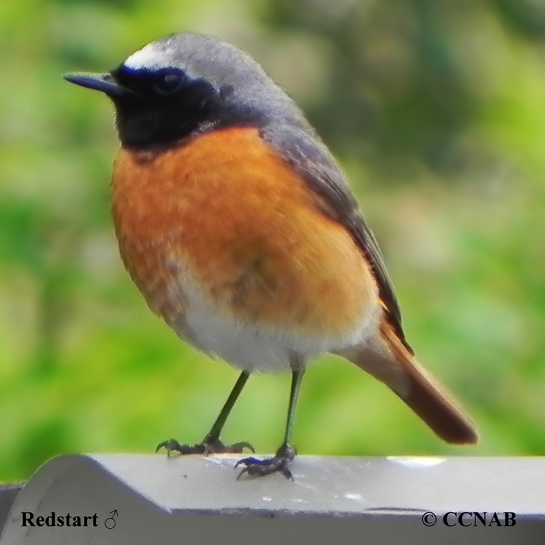 Common Redstart