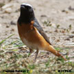 Common Redstart range map