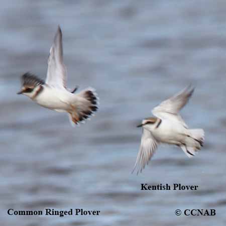 Common Ringed Plover