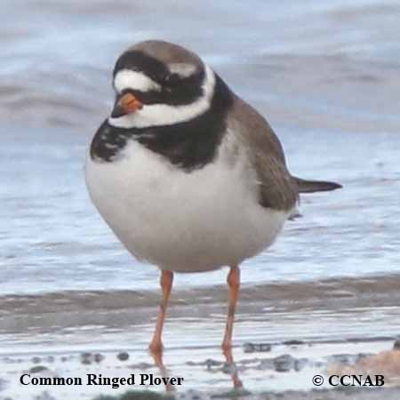 Common Ringed Plover