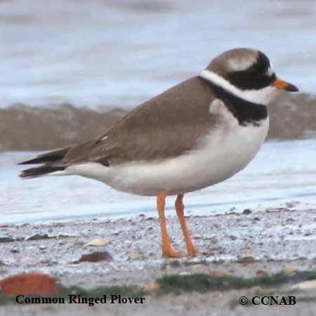 Common Ringed Plover