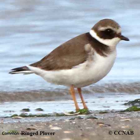 Common Ringed Plover