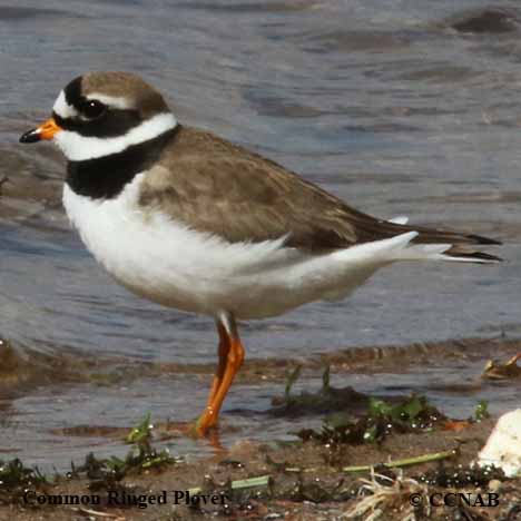 Birds of North America