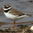 Common Ringed Plover range map