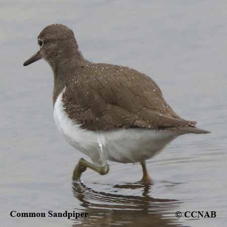 Common Sandpiper