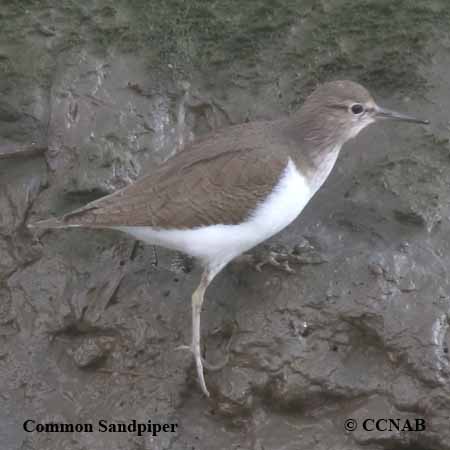 Common Sandpiper