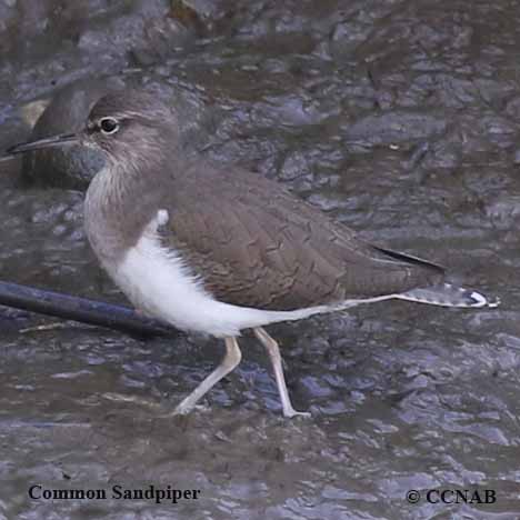 Common Sandpiper