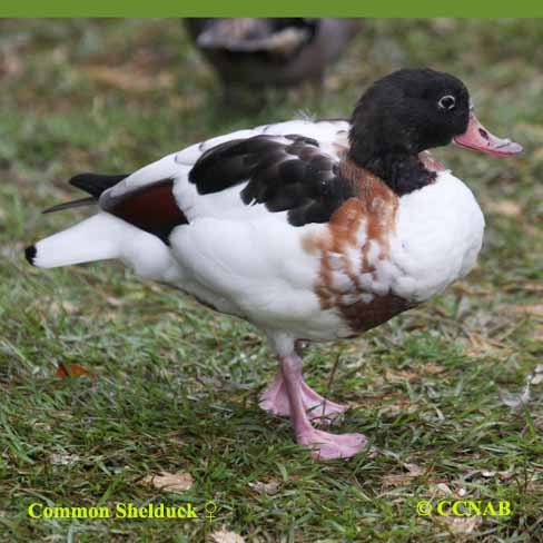 Common Shelduck