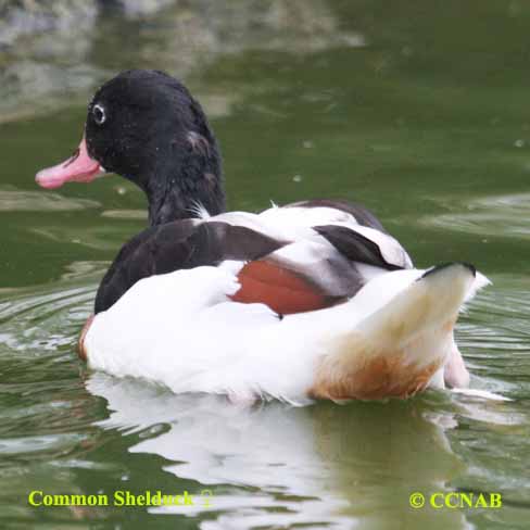 Common Shelduck