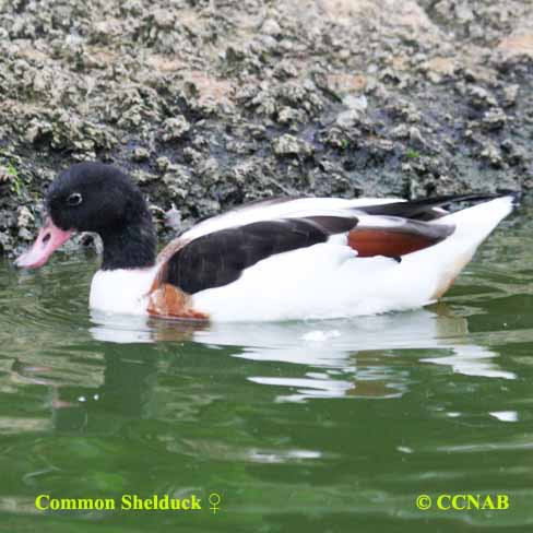 Common Shelduck