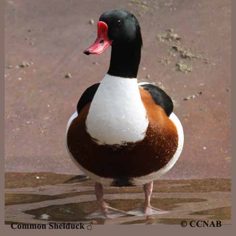 Common Shelduck