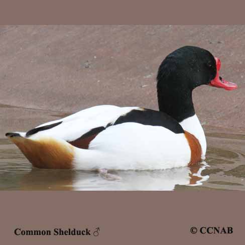 Common Shelduck