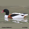 Common Shelduck