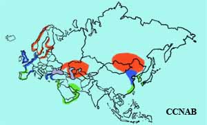 Common Shelduck range