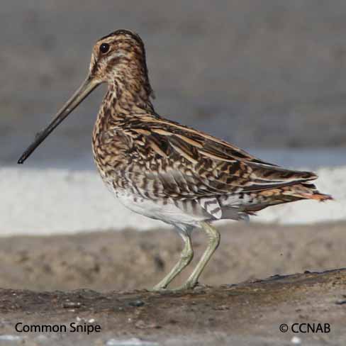 Common Snipe