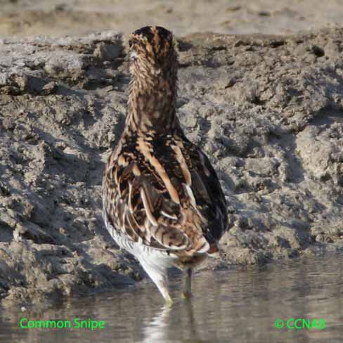 Common Snipe