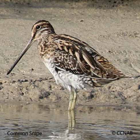 Common Snipe