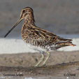 Common Snipe