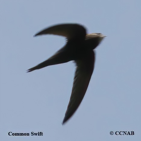 Common Swift