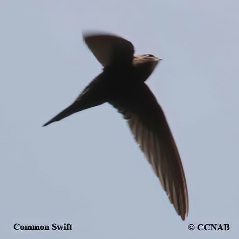 Common Swift