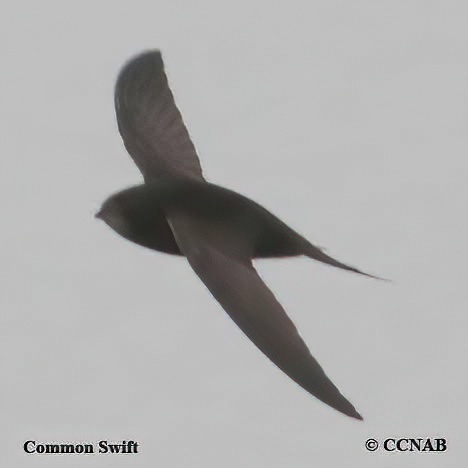 Common Swift