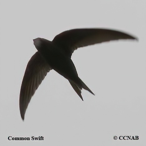 Common Swift