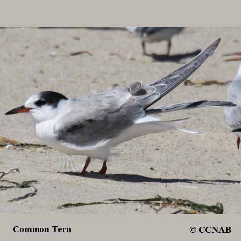 Common Tern