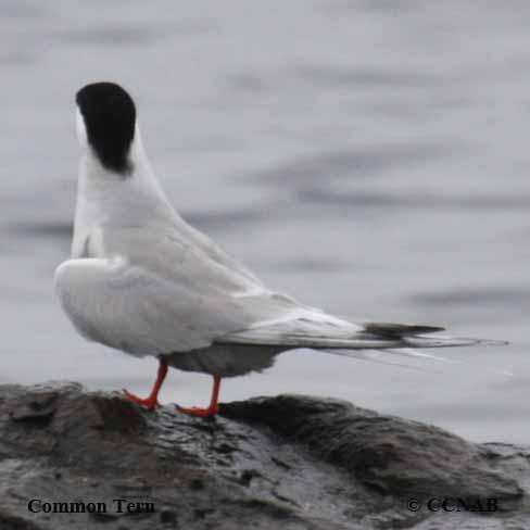 Common Tern