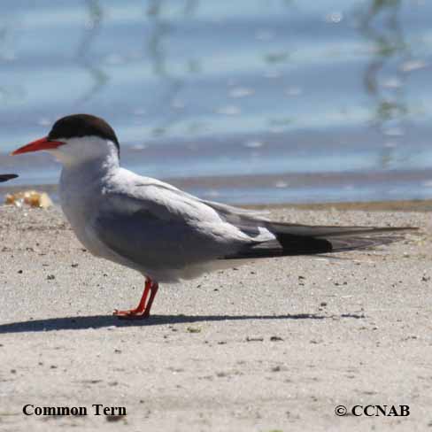 Birds of North America