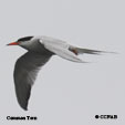 Common Tern range map