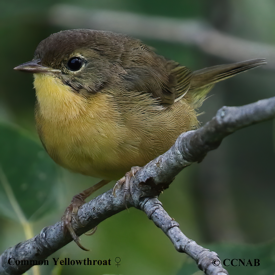 Common Yellowthroat