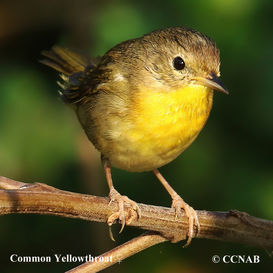 Common Yellowthroat