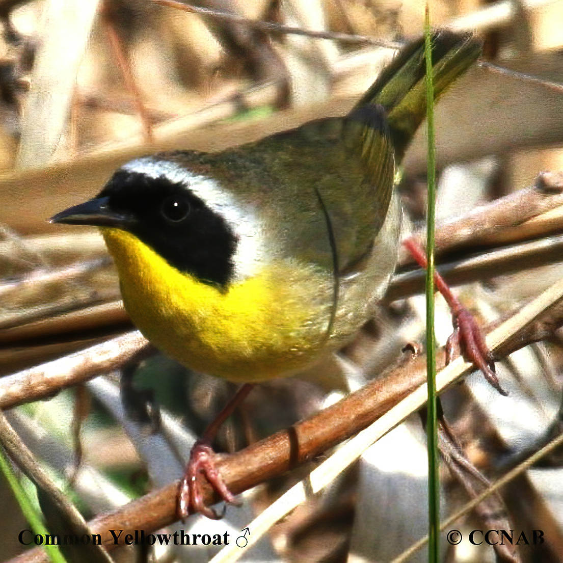 Common Yellowthroat