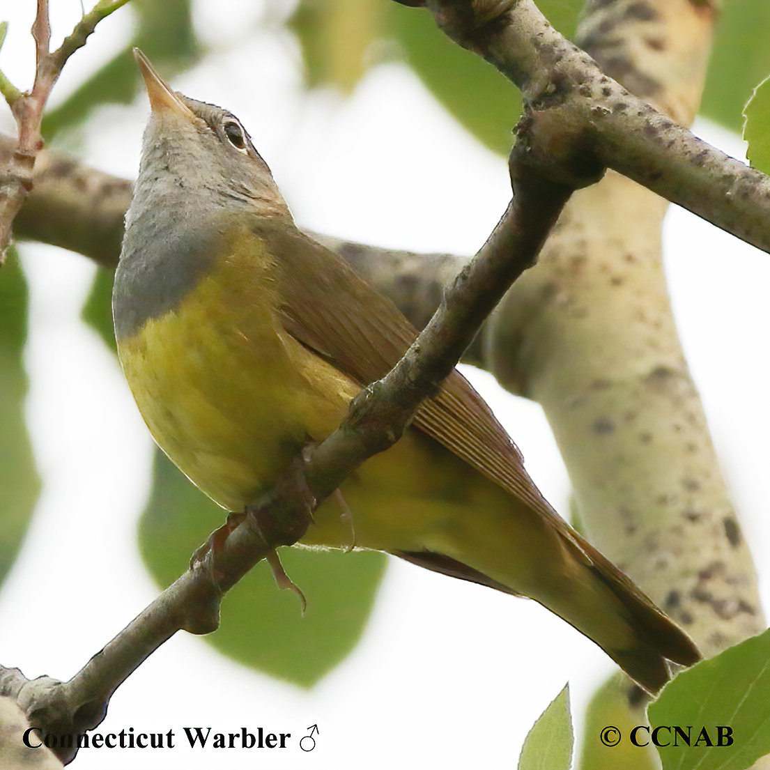 Connecticut Warbler