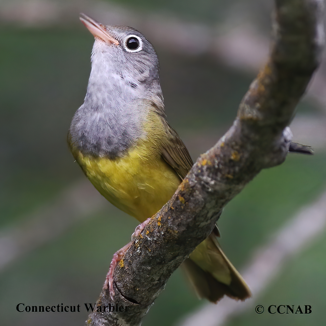 Connecticut Warbler