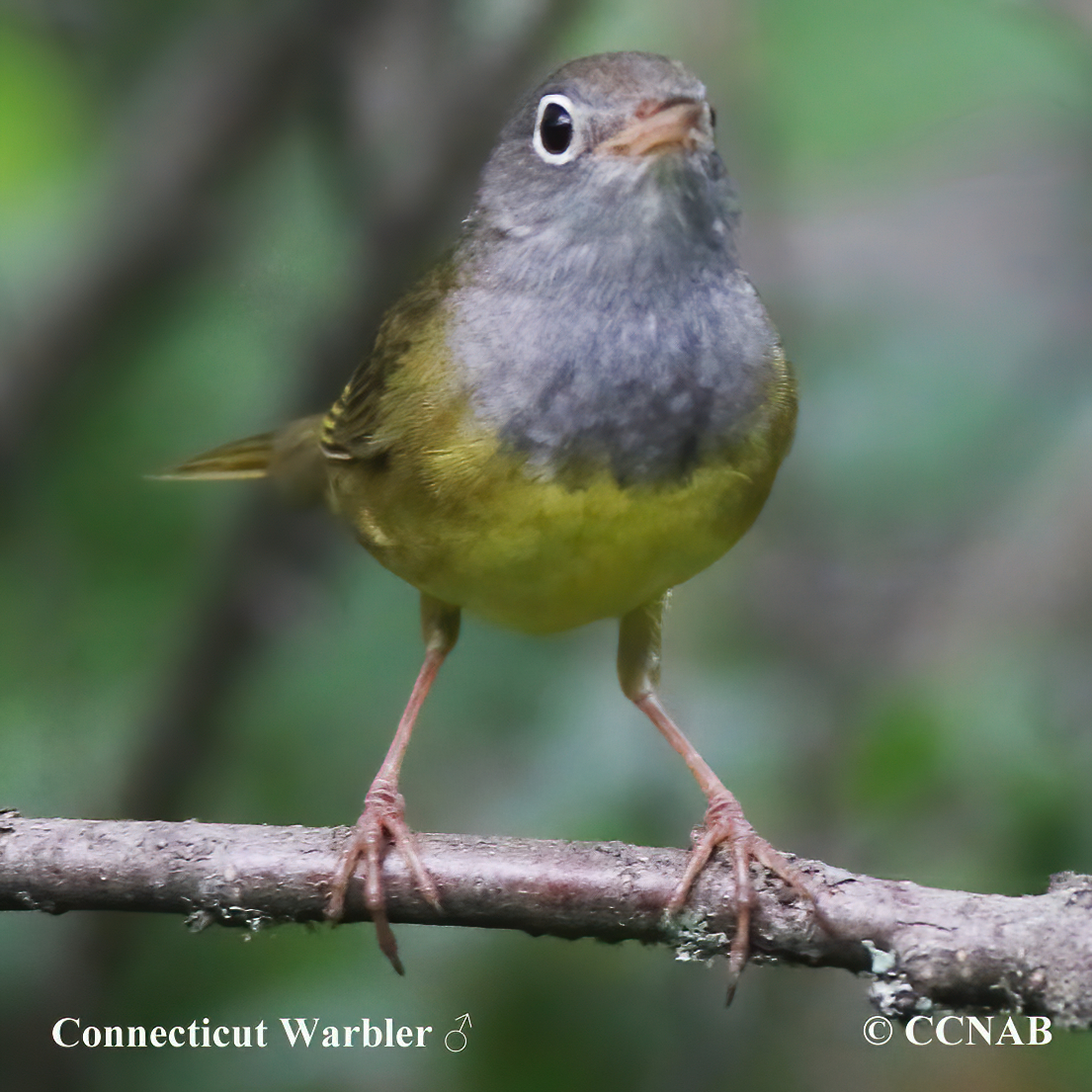 Connecticut Warbler