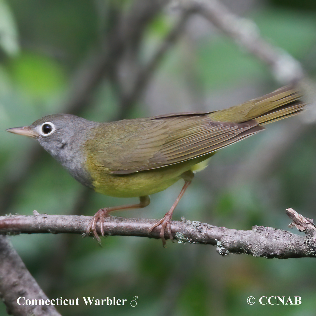  Connecticut Warbler