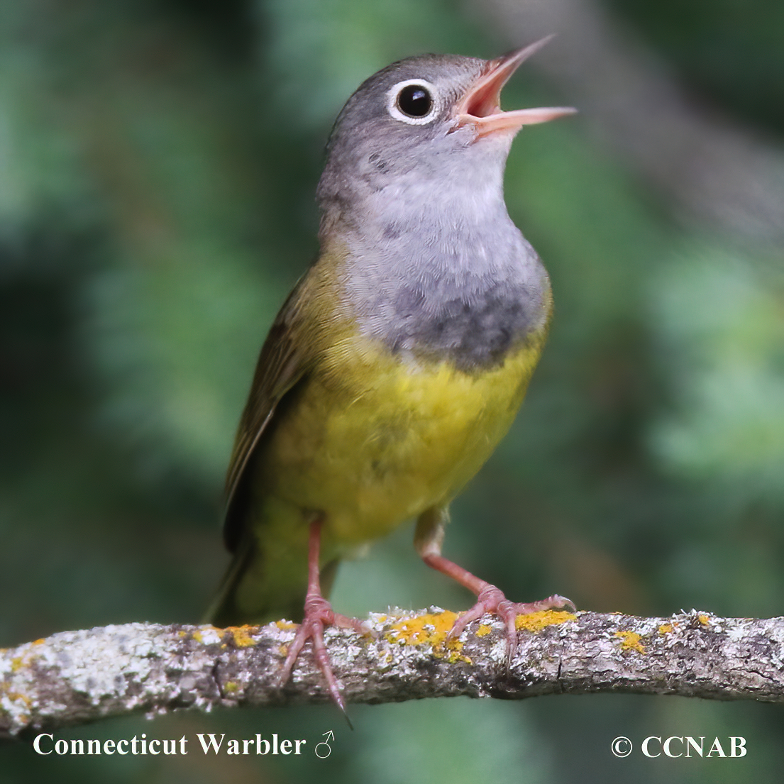 Birds of North America