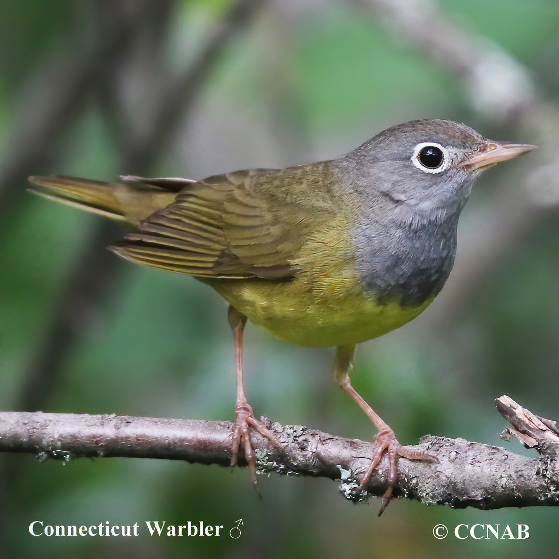 Connecticut Warbler