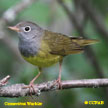 Connecticut Warbler range map