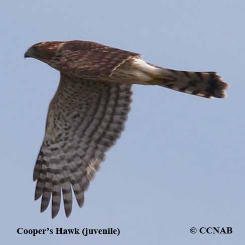 Cooper's Hawk