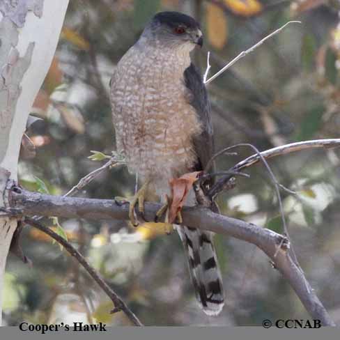 Birds of North America