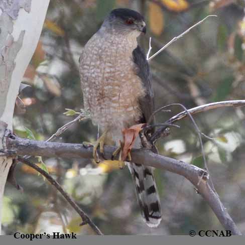 Cooper's Hawk