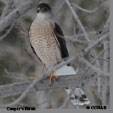 Cooper's Hawk songs and calls