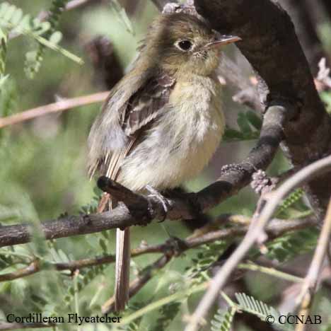 Birds of North America