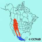 Cordilleran